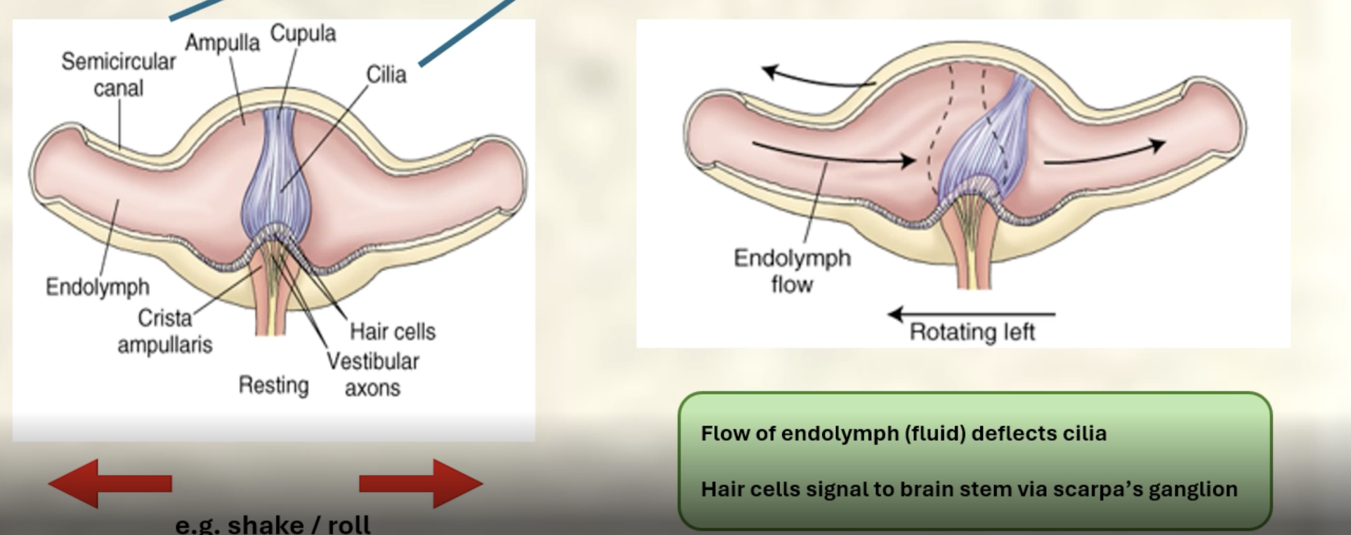 <p><strong><span>Angular acceleration = vectorial measurement (direction and magnitude)</span></strong></p><p><strong><span>At the base of each canal = swelling called ampulla containing a cupula = gelatinous</span></strong></p><p><strong><span>Flow of endolymph (fluid) deflects cilia</span></strong></p><p style="text-align: left;"><strong><span>Hair cells signal to brain stem via scarpa’s ganglion</span></strong></p>