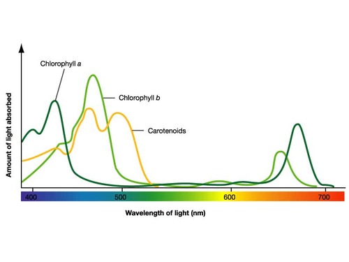 the absorbance of different wavelengths of light by a pigment can be measured using a spectrophotometer & the results can be plotted on a graph