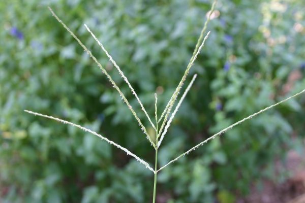 <p><em>Digitaria</em> spp.</p>