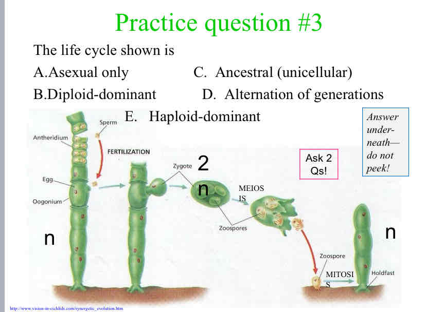 <p>Practice Question (Plant Life Cycle ) - The life cycle shown is</p>