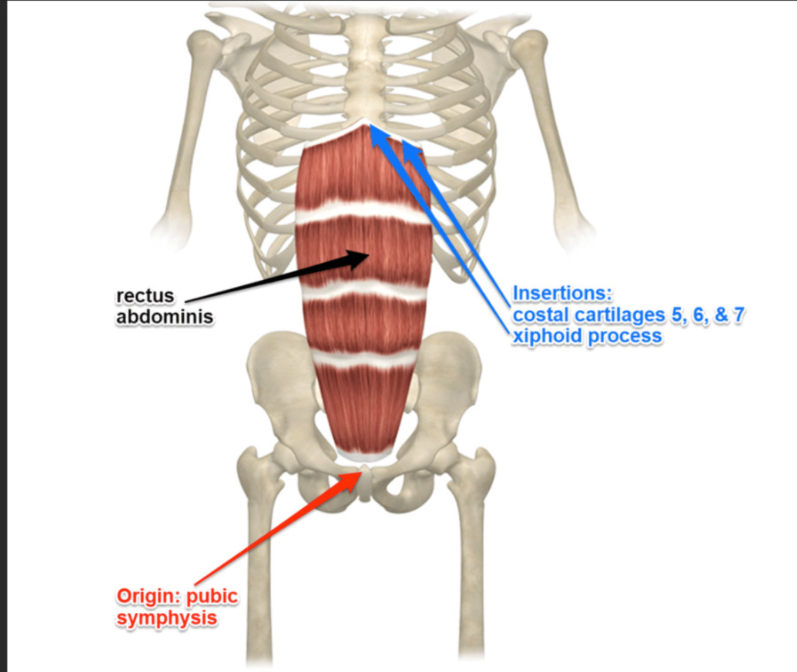 <p>Rectus Abdominis Origin</p>