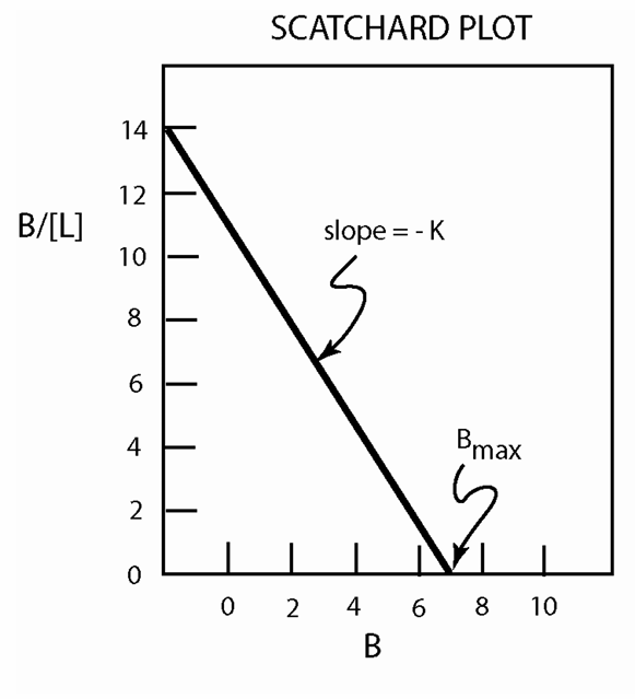 <ul><li><p>plots bound/free….showing affinity</p></li><li><p>Plots total amount of bound ligand/free concentration against total bound ligand.</p></li><li><p> -K = Association constant for ligand receptor binding </p></li><li><p>Bmax =  Number of binding sites for ligand</p></li><li><p> Affinity of receptor for ligand and # of binding sites</p></li></ul><p></p>