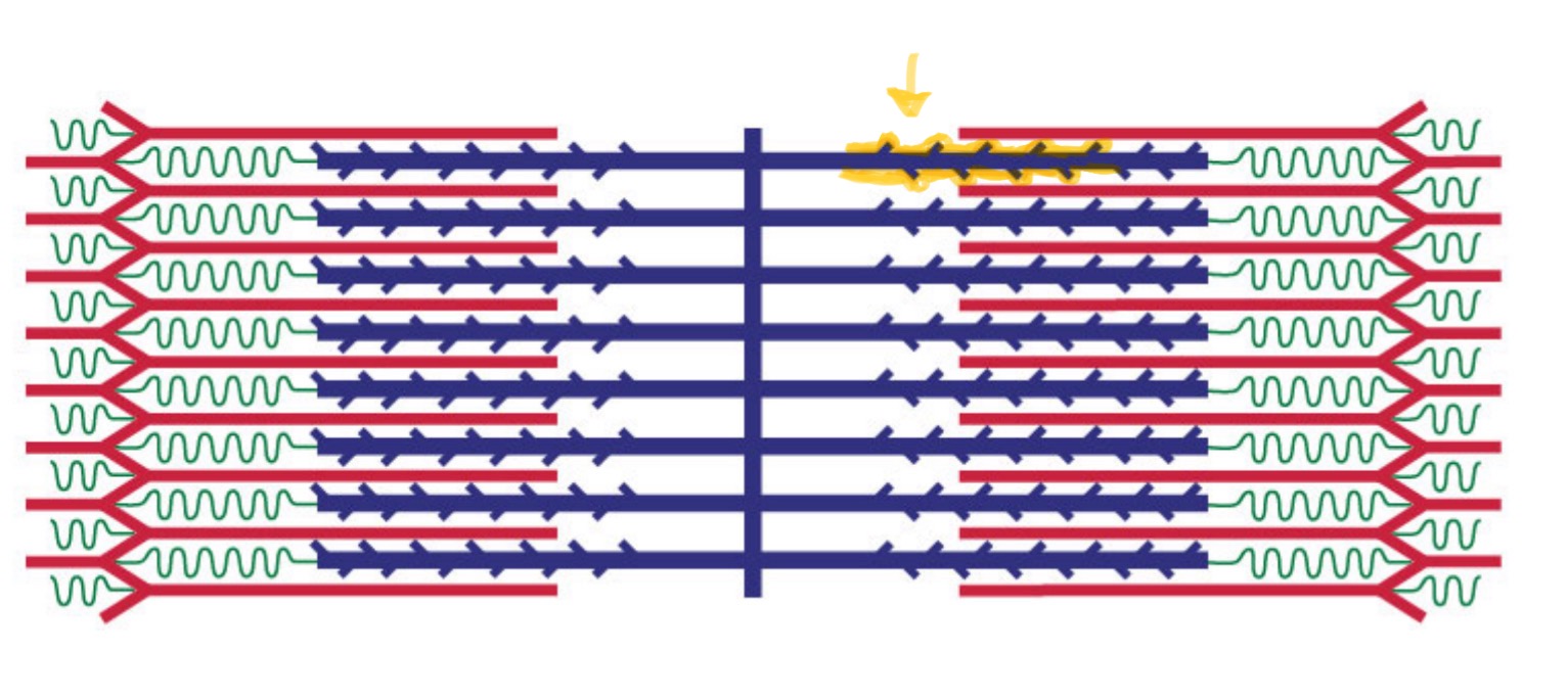 <p>A thin filament protein that interacts with myosin during muscle contraction.</p>