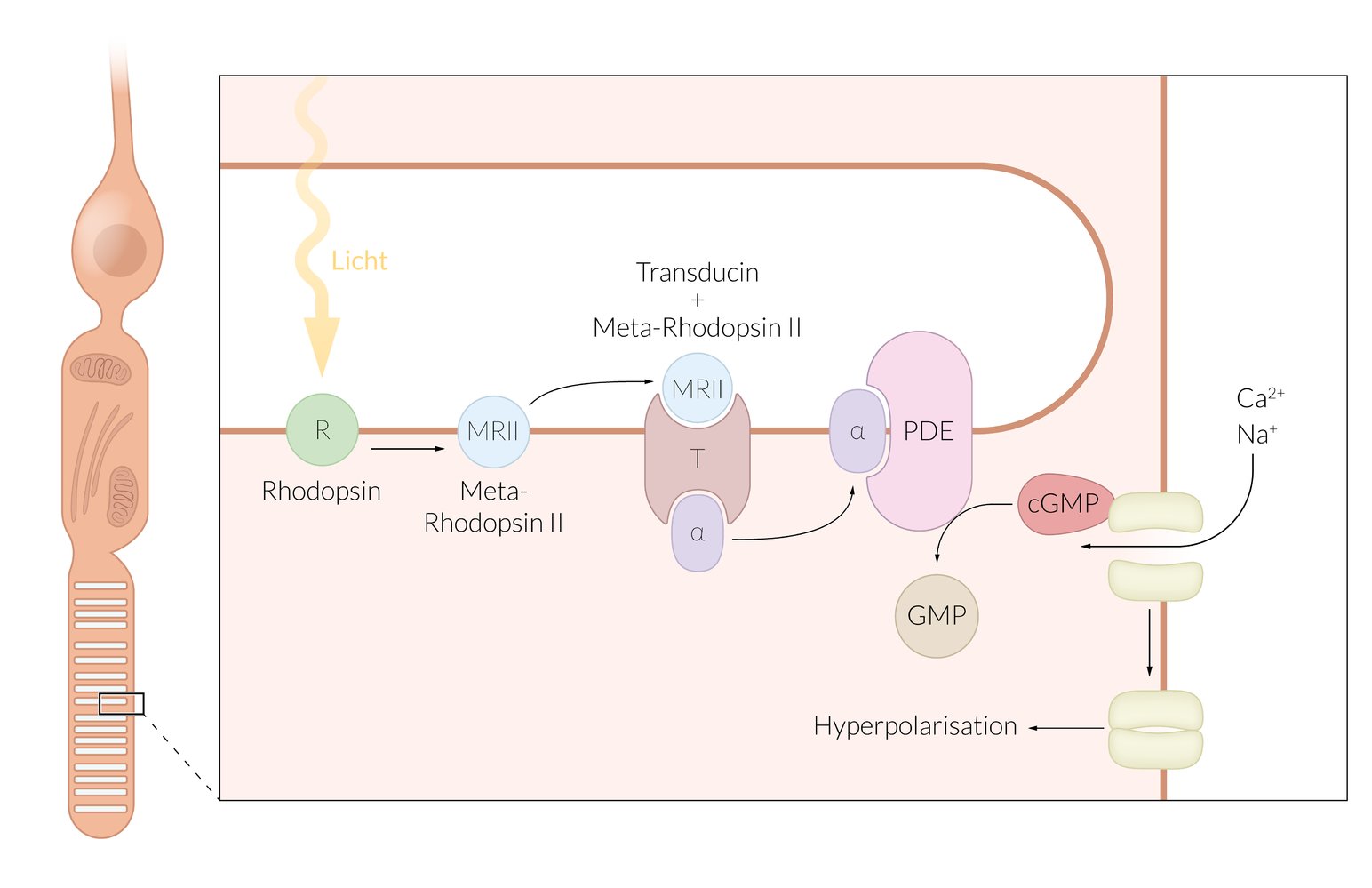<p>C. Decrease in phosphodiesterase activity</p>