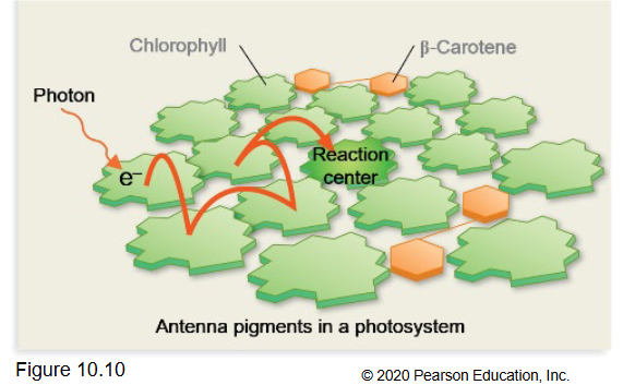 <p>In the thylakoid membrane, <strong>chlorophyll molecules</strong> are not isolated.</p><p>They are arranged in groups called____.Each photosystem has<strong>_____</strong></p><p>Most form light gathering ___.</p><p>and then reaction center</p>