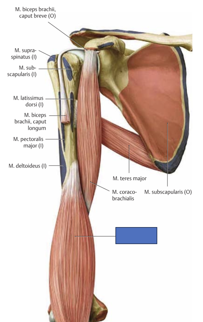 <p>m. brachialis → küünarvarre tugev painutaja (fleksioon)</p>