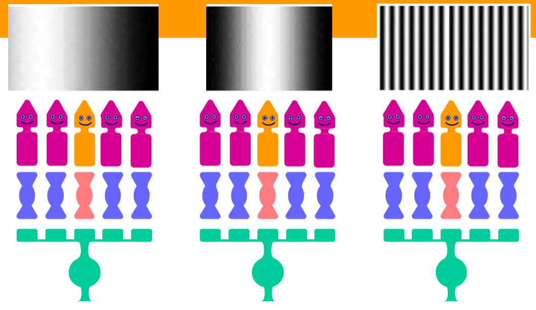 <p>Which one spikes the most on-cells?</p>