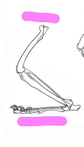 <p>Sole walking; Example: Human, rabbit</p>