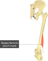 **O:** distal linear aspera

**I:** head of fibular and lateral condyle