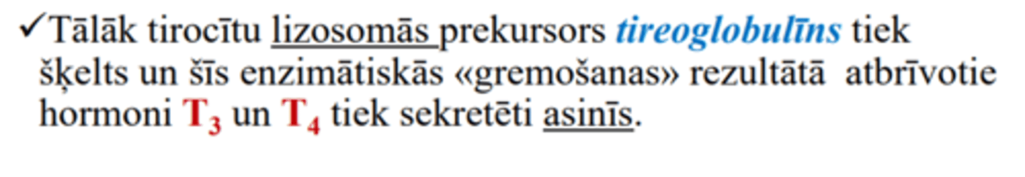 <p>šīs enzimātiskās «gremošanas» rezultātā atbrīvotie hormoni T3 un T4 tiek sekretēti asinīs</p>