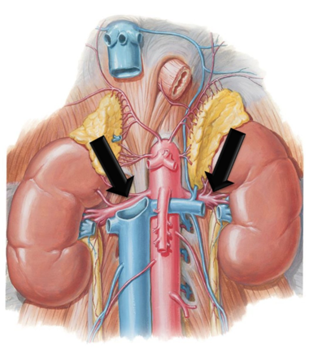 <p>Blood flowing into the kidneys through the renal arteries is filtered of impurities and returned to the circulatory system via what?</p>