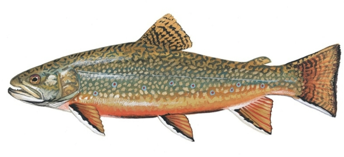 <p>salmonidae</p>