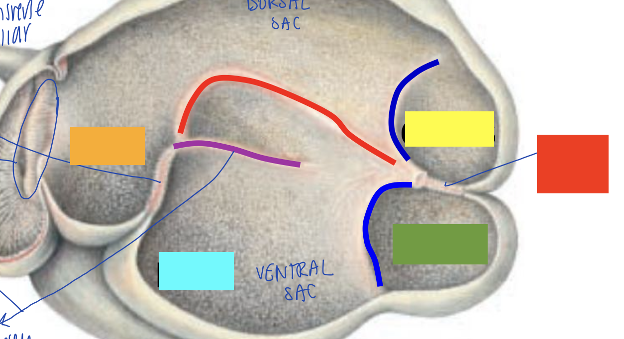 <p>what is orange?</p>