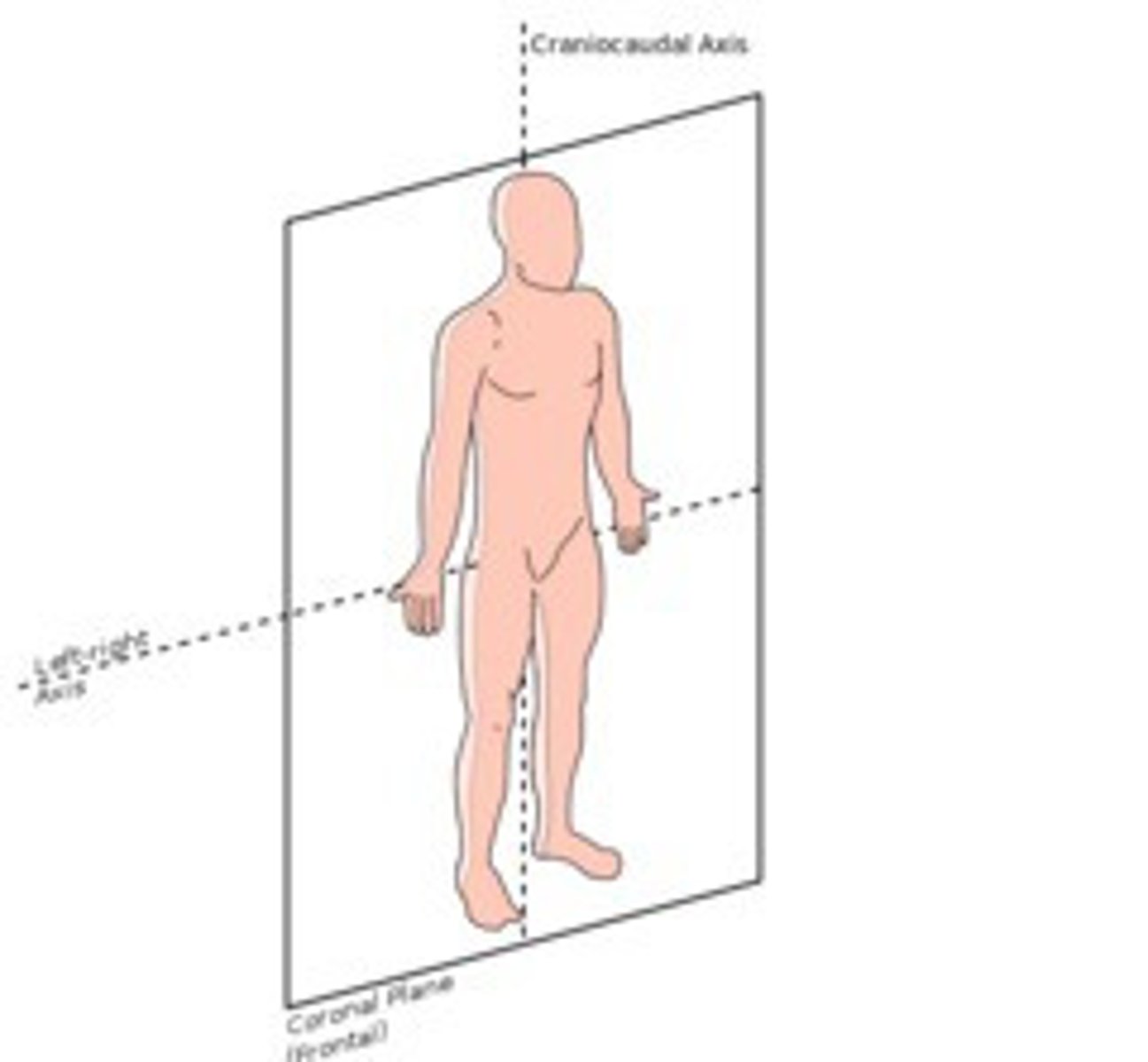 <p>Divides body into anterior and posterior parts</p>
