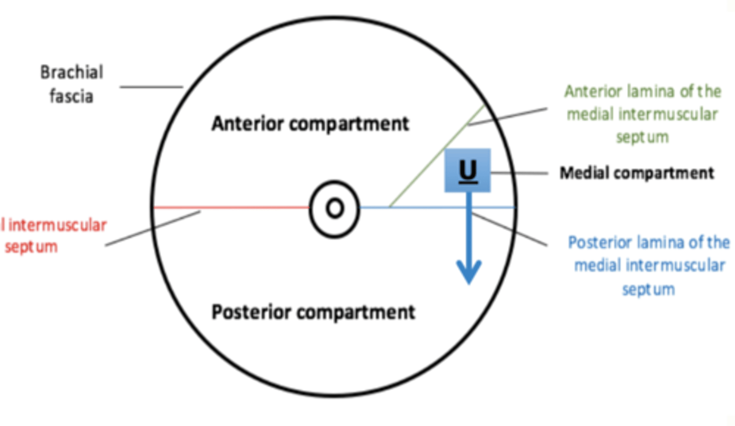 <p>posterior lamina </p><p>medial intermuscular septum</p><p>medial to posterior compartment </p>
