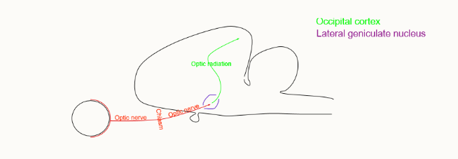<ul><li><p>similar receptive fields as ganglion cells</p></li><li><p>just a relay bod</p></li><li><p>different modalities and sides kept separate and in ordered patterns</p></li><li><p>gating from other regions of the brain can be demonstrated </p></li></ul><p>In this nucleus the neurones synapse with the optic radiation nerve → occipital cortex. Very little processing takes place here, however there is the opportunity for the brain to produce some gating to this information</p><p></p>