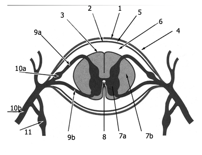Net voor het ruggenmerg zit bij de dorsale wortel een verdikking (10a). Hierin zitten de cellichamen van de sensorische zenuwen.