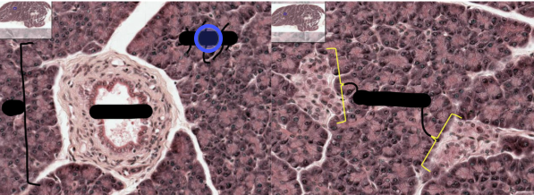 <p>what type of cell is this?</p>