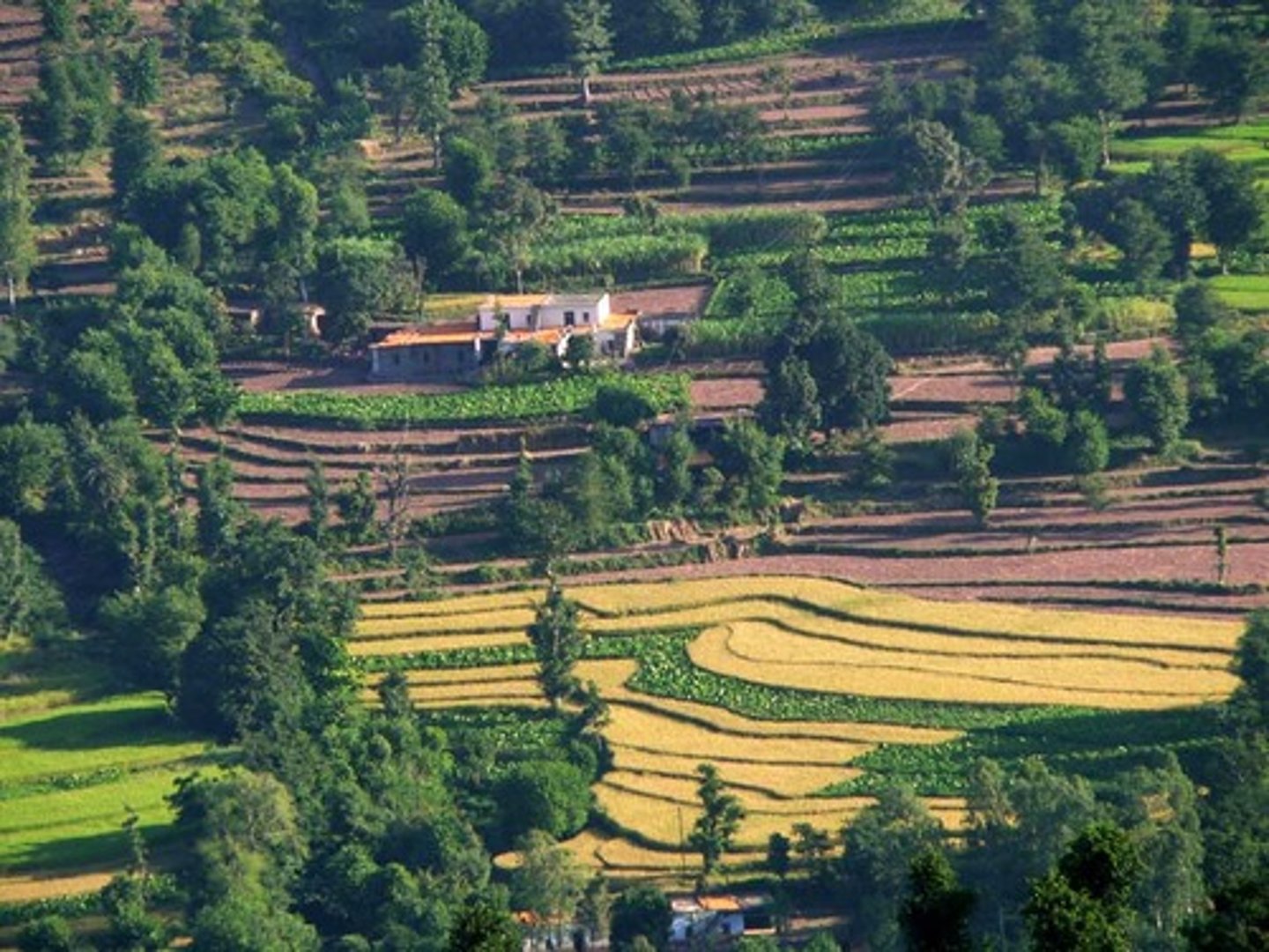 <p>An agricultural technique where steep-hill sides are created as flat stairs to cultivate crops reducing soil erosion and water-runoff.</p>