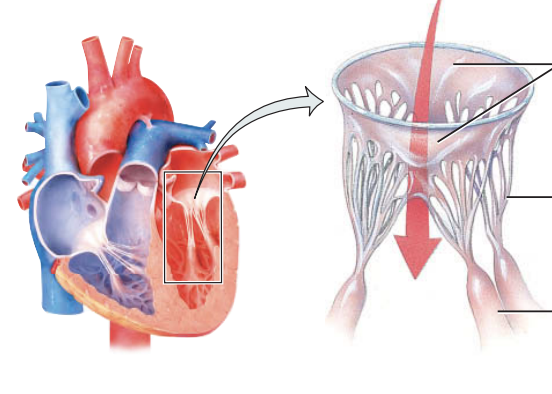 <p>what do the AV valves look like when they are open</p>