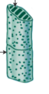 <p>Xylem:</p><p>Vessel members</p>