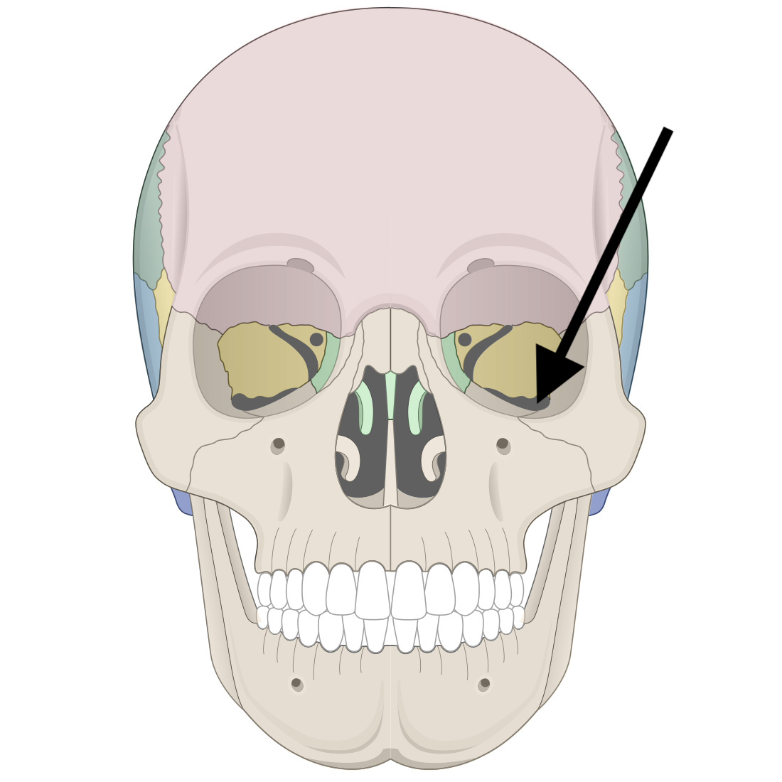 <p>Name the bone marking</p>