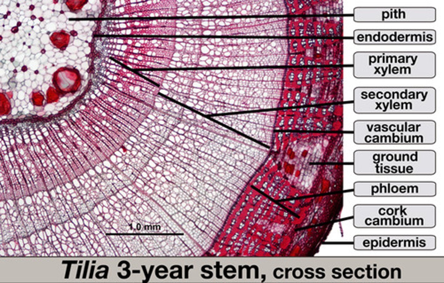 <p>-cork</p><p>-cortex</p><p>-secondary phloem</p><p>-vascular cambium</p><p>-secondary xylem</p>