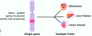 <p>When a gene affects more than one phenotypic character</p>