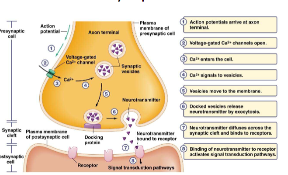<p>chemical synapses</p>