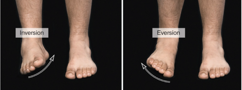 <ul><li><p>inversion: turn sole of foot in medially </p></li><li><p>eversion: turn sole foot laterally</p></li></ul><p></p>
