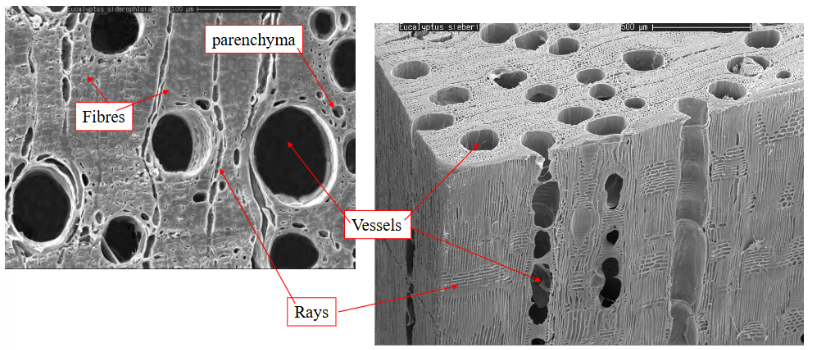 <ul><li><p>Elongated, thick-walled cells (give strength) </p></li></ul><p></p>