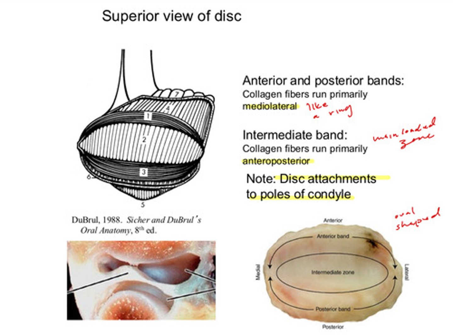 <p>the collateral ligaments</p>