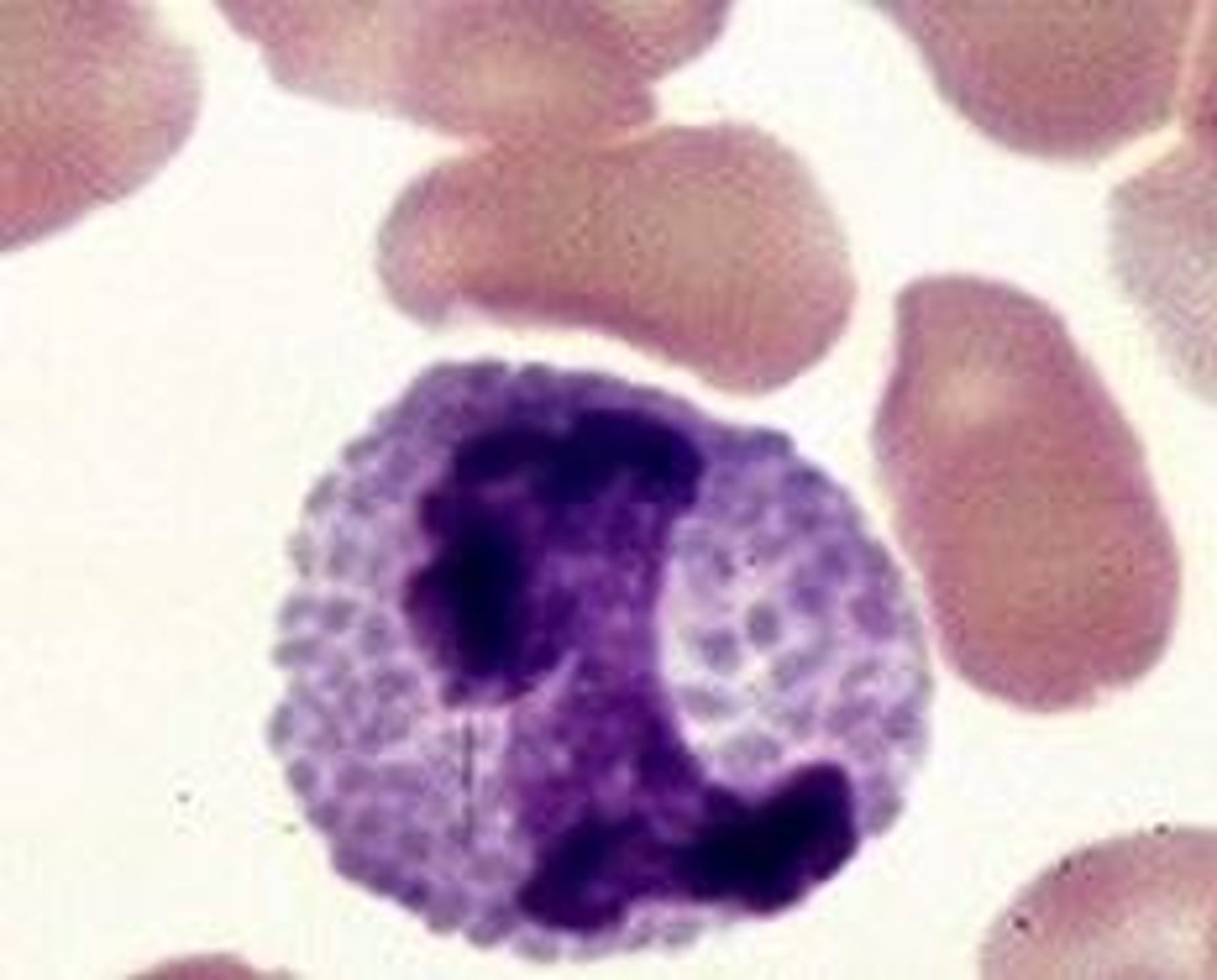 <p>white blood cell containing granules that stain blue; associated with release of histamine and heparin</p>