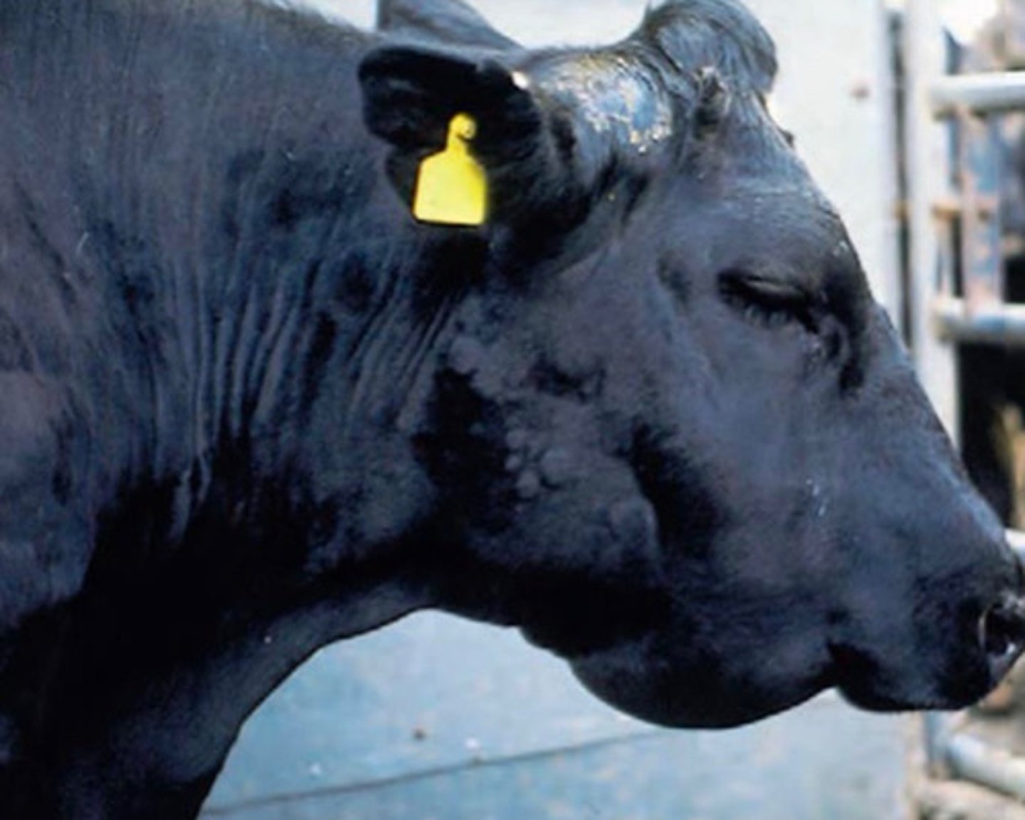 <p>What do you think is happening in this cow?</p>