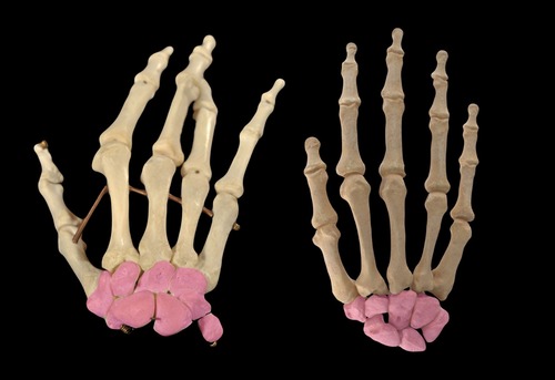 <p>(p.)</p>
