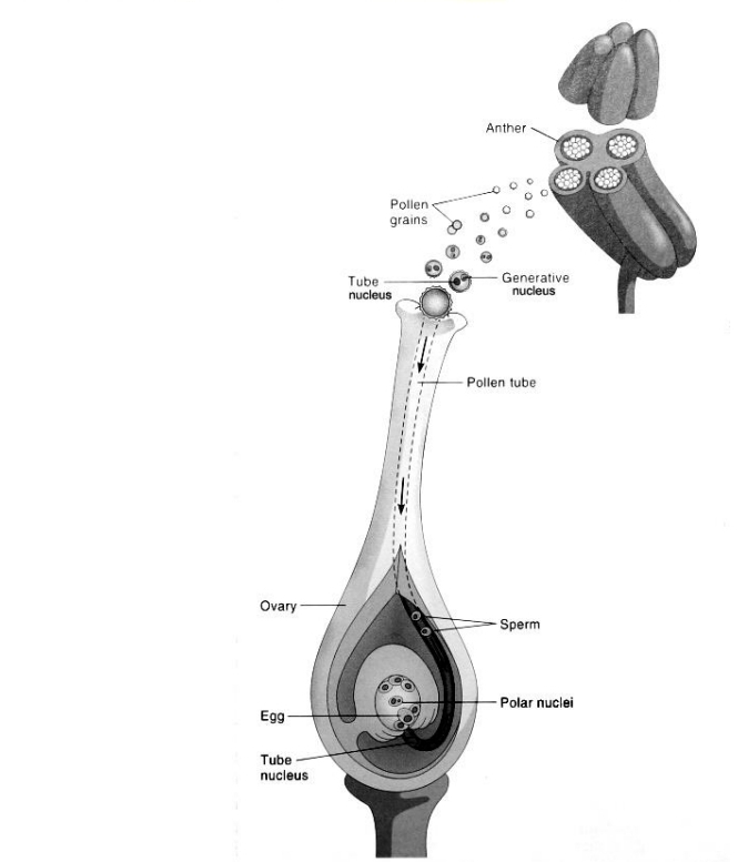 <p>Pollination process - pollen and pollen tube</p>