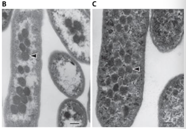 <p>Specialized functions- Carboxysomes: function</p>