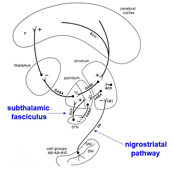 <p>the basal ganglia contain some internuclear connections</p>