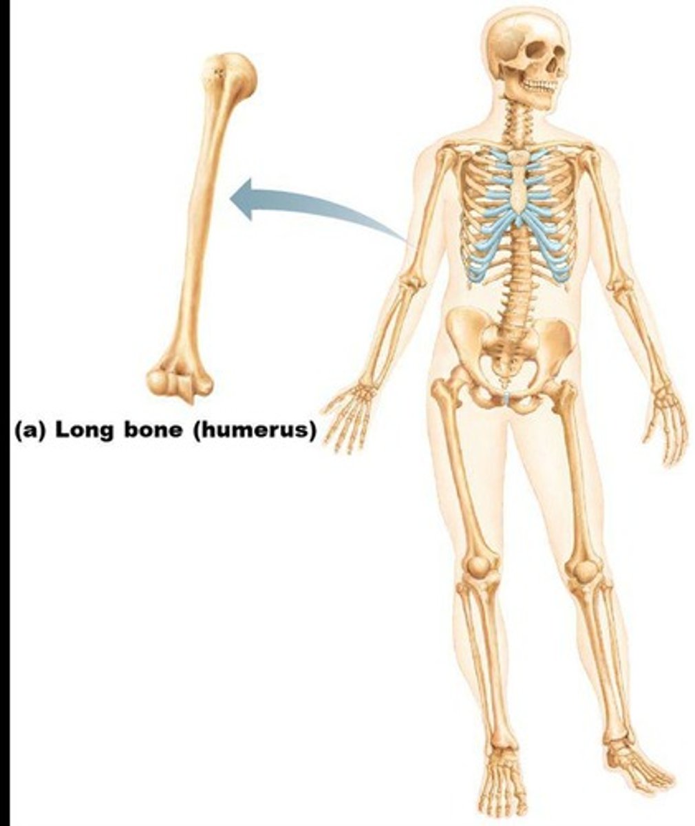 <p>Typically longer than they are wide, with a shaft and enlarged ends, containing mostly compact bone.</p>