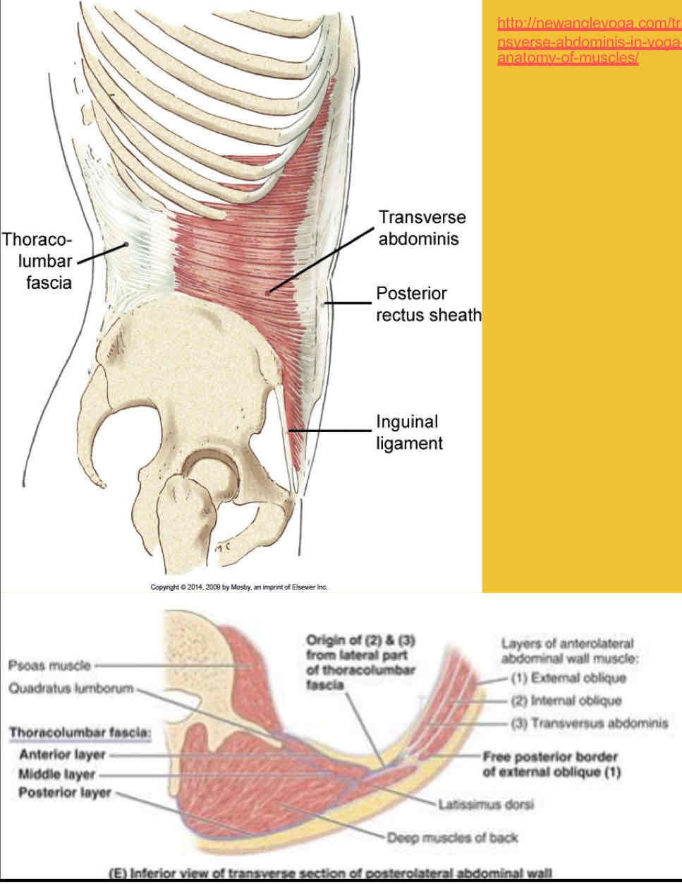 <p>Transversus Abdominus innervation</p>