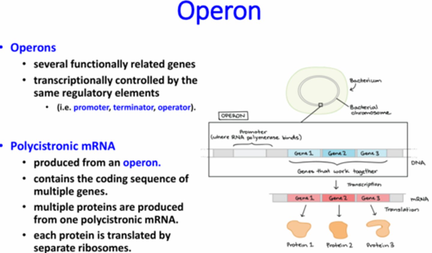<p>A prokaryotic genetic element that contains several genes that are functionally related which are controlled by the same regulatory elements</p>