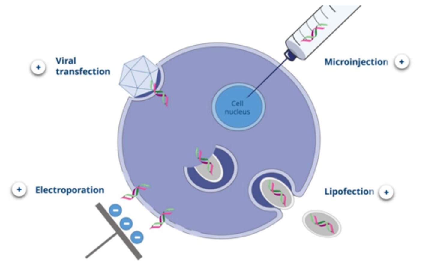 <p>A technique to introduce recombinant DNA into cells by applying a brief electrical pulse to a solution containing the cells. The pulse creates temporary holes in the cells' plasma membrane, through which plasmids can enter.</p>