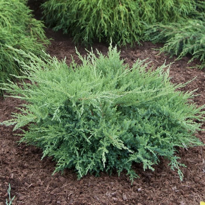 <p>Juniperus</p>