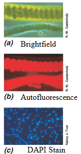 <p><span style="font-family: Georgia, serif;">Used to visualize specimens that fluoresce, fluorescent dye can be used like DAPI and widely used in microbial ecology</span></p>