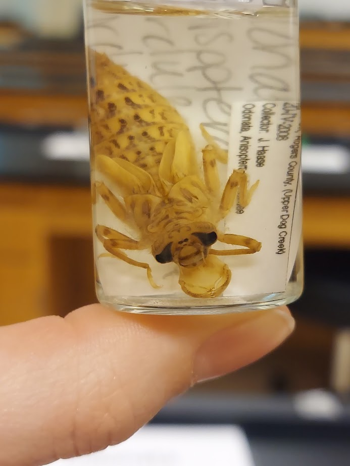 <p>Lateral spines as long or longer than spines on segment nine</p><p>Cupped mouthpart</p>