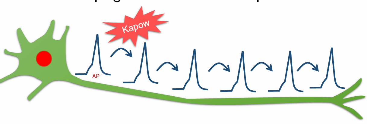 <p>The first action potential is exactly the same as the last action potential. No decrement so it can travel long distances.</p>