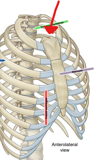 <p>The indentation at the superior border of the manubrium, just above the sternoclavicular joints. At T2 vertebral level.</p>