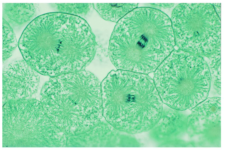 <p>In this slide, how many cells are in anaphase?</p><p>(Cross section of whitefish blastula).</p>