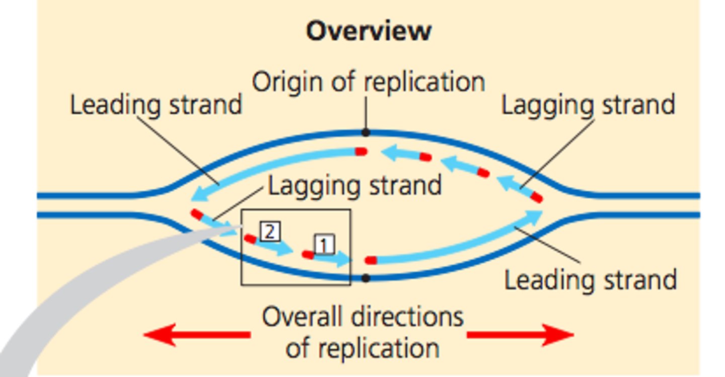 <p>Leading strand = 5′ → 3′ toward fork</p><p>Lagging strand = 5′ → 3′ away from fork</p>
