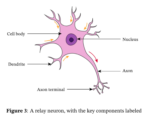 <p>A = dendrites</p><p>B = cell body</p><p>C = axon</p><p>D = axon terminals</p>